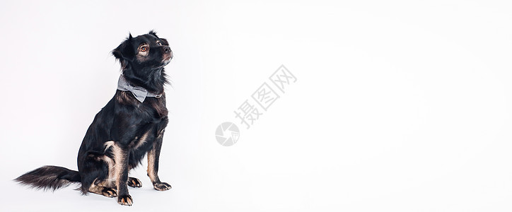 在白色背景的逗人喜爱的狗 被隔绝 横幅 背景与狗 文本的自由空间 拷贝空间黑色卡片海报空间宠物可用动物工作室框架小狗图片