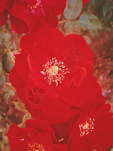 红开花花园日落时玫瑰花朵 花花的美丽背景礼物植物群婚礼艺术花园植物奢华碎花假期花束图片