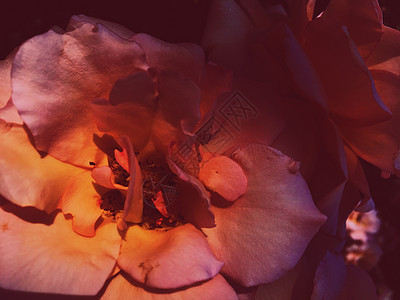 日落时花朵盛开的玫瑰花 花花美景背景玫瑰婚礼植物群植物花瓣礼物奢华艺术乡村装饰图片