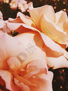 日落时花朵盛开的玫瑰花 花花美景背景花瓣礼物植物花园假期植物群风格乡村花束玫瑰图片