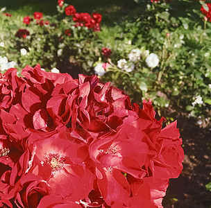 红开花花园日落时玫瑰花朵 花花的美丽背景乡村植物群花瓣碎花假期礼物婚礼花束艺术园艺图片