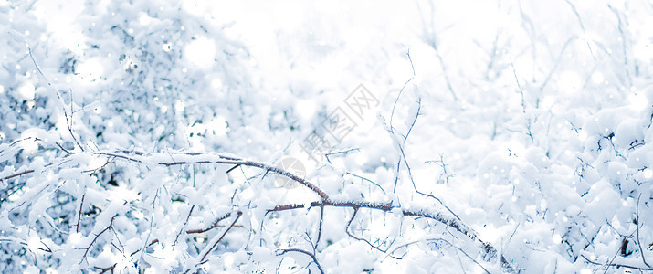 冬季假日背景 自然风景 圣诞时森林中明亮的雪雪和寒冷天气场景假期时间降雪雪花森林魔法旅行辉光新年图片