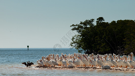 白白菲律宾人棕色鸟群液体海洋团体动物沼泽地海滩海岸线图片