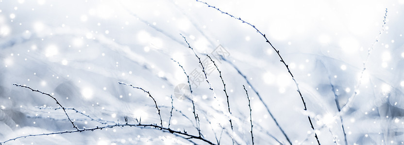 冬季假日背景 大自然风景 圣诞时雪雪和寒冷天气明亮植物季节问候辉光森林降雪下雪场景新年假期图片