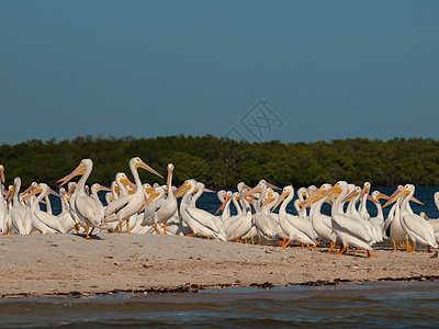 白白菲律宾人海洋团体棕色鸟群沼泽地液体海滩动物海岸线图片