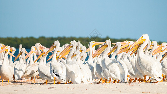 白白菲律宾人沼泽地海滩海洋团体海岸线液体鸟群棕色动物图片