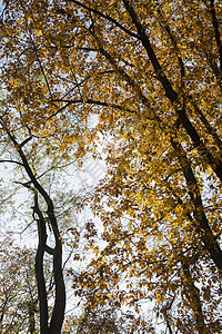 秋天森林背景 充满活力的彩色树 秋公园金黄色叶子树木季节横梁林地花园晴天公园太阳金子树叶图片