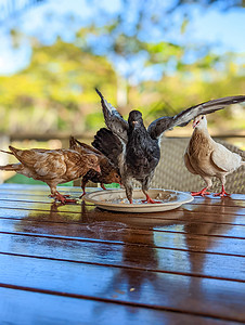 在哈瓦伊餐馆吃饭的鸽子建筑学羽毛街道野生动物食物小酒馆咖啡屋面包屑中心咖啡店图片