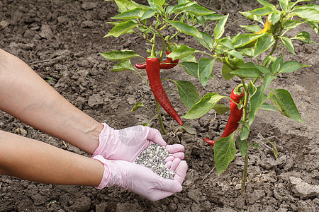 农民用橡皮手套亲手给辣椒灌木施肥图片