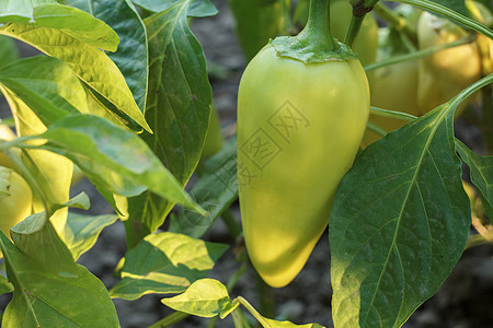 在花园的灌木上种植胡椒 保加利亚语或甜辣椒营养培育蔬菜生长场地衬套收成食物温室农场背景图片