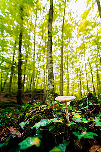 金光照亮了森林上的小蘑菇图片