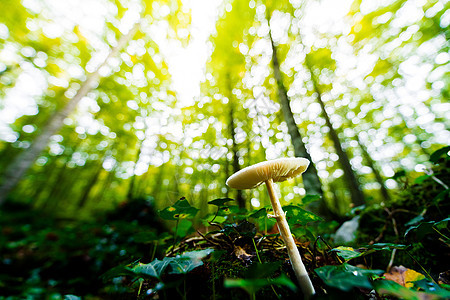 金光照亮了森林上的蘑菇图片