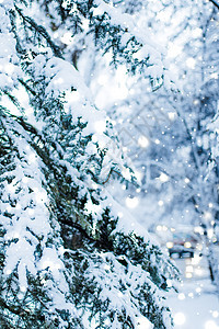 冬季假日背景 自然风景 圣诞时森林中明亮的雪雪和寒冷天气闪光新年季节辉光树木场景假期旅行问候下雪图片