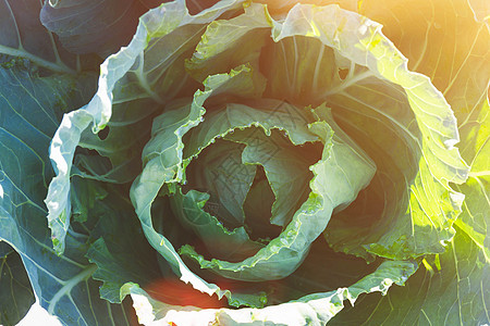 阳光明媚的卷心菜 自然产品的概念 生态产品等温室营养幼苗生长收获收成植物群生活植物学沙拉图片