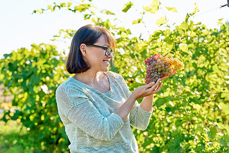 手持粉红葡萄和葡萄园背景的笑女人食物植物收成酒厂叶子晴天女性女士工人葡萄干图片