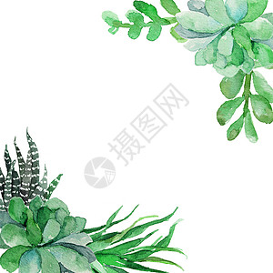 水彩花框背景 与绿色叶子的美丽的贺卡在白色背景 插图图片