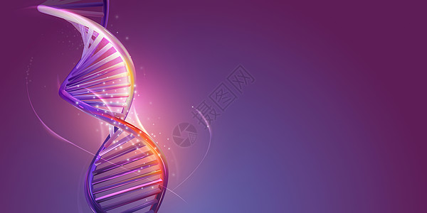 紫色背景上的DNA双螺旋结构药品测试技术显示器基因工程细胞基因组染色体核酸图片