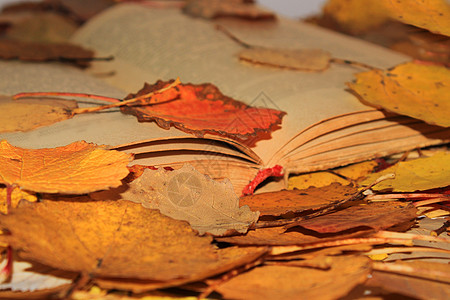 古老的开放书 躺在公园里 在秋天落叶中闲暇季节叶子花园文学树叶金子森林秋诗文化图片