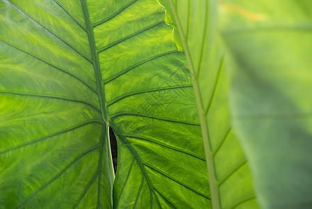 自然植物和 lea 的绿化背景森林叶子雨林木头季节公园花园环境墙纸生长图片