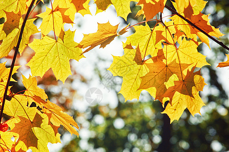 秋天公园落下的多彩明媚的叶子橙子季节金子橡木环境背景感恩风景晴天花园背景