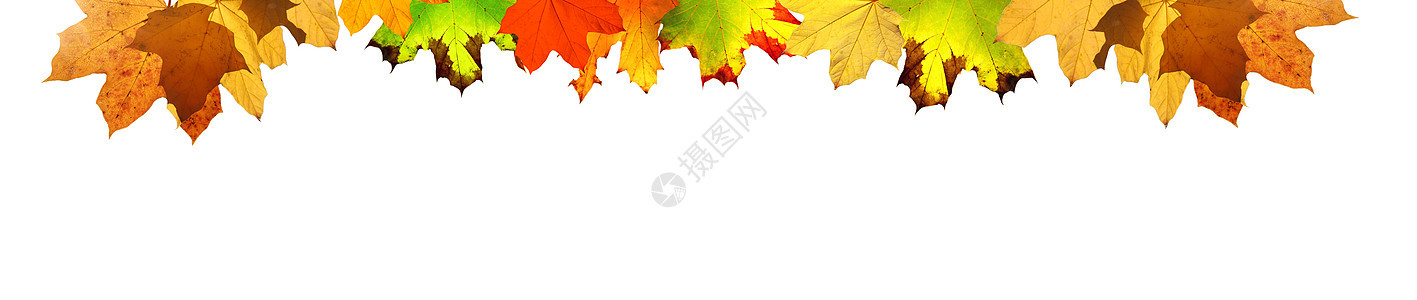 五颜六色的明亮叶子在框架中的白色背景上被隔离感恩森林桌子作品金子植物边界季节卡片橙子图片