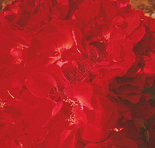 红开花花园日落时玫瑰花朵 花花的美丽背景植物群奢华花园假期礼物园艺婚礼碎花花束植物学图片