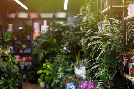 花店内装有天然栽种植物的室内 摄影与田地深度相照 聚焦于前景图片