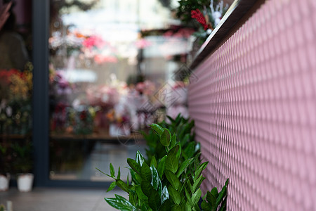 花店内地的天然天然绿色栽制植物 具有深野摄影和现场拍摄图片