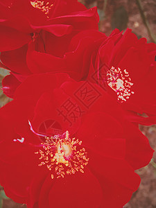 红开花花园日落时玫瑰花朵 花花的美丽背景乡村婚礼碎花假期花瓣园艺植物群礼物植物花园图片
