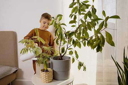 可爱 可爱的男孩在家里照顾室内植物 家务小帮手 休闲活动 儿童浇花 家庭园艺概念 舒适的房间 大地色 休闲服装工具花盆生长树叶花图片