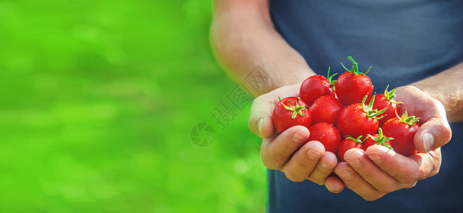 一个男人手里握着自制番茄 有选择性地集中园艺叶子生物花园生产食物收成男人女士饮食图片