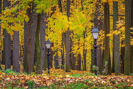 十月的秋天风景 公园观视与多彩枯树下的道路枫树橡树复古绿色小路森林风格人行道日落橙子图片