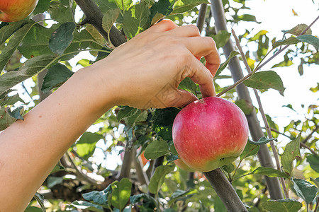 女人的手从树上摘红成熟苹果生长收成生产采摘果园天空场地食物女士花园图片