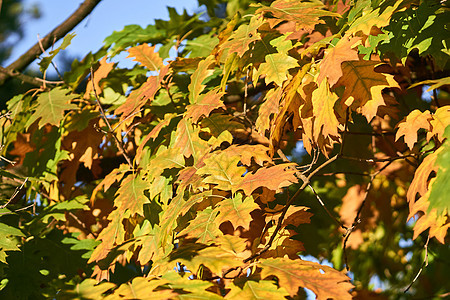 红金黄秋叶橡树叶 在温暖阳光明媚的日子图片