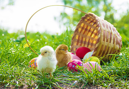 绿色草地的小鸡 复活节 有选择的焦点生物生活宠物公鸡动物新生花园农场婴儿家禽图片
