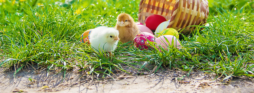 绿色草地的小鸡 复活节 有选择的焦点农业新生动物婴儿家禽花园宠物食物公鸡羽毛图片