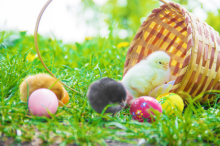 绿色草地的小鸡 复活节 有选择的焦点家禽生活食物花园婴儿农场动物农业新生宠物图片