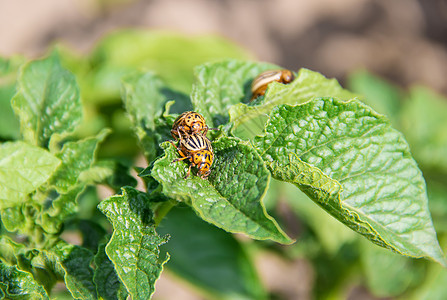 种植土豆花椰子甲虫 有选择性的焦点牌匾农场眼泪温室花园收成甲虫生长乡村生物图片