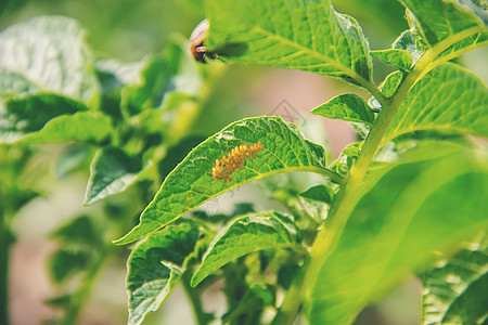 种植土豆花椰子甲虫 有选择性的焦点土豆食物收成生物牌匾青菜农业温室小屋乡村图片