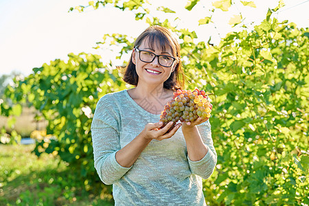 手持粉红葡萄和葡萄园背景的笑女人农场植物藤蔓收成生长工作季节水果栽培工人图片