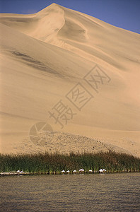 三明治港干旱沙丘海洋海岸沙漠冒险蓝色荒野遗产沙景图片