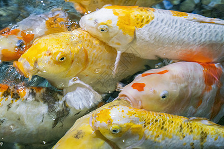 在模糊的水面上缝合 水中多彩多彩的科伊鲤鱼橙子金子鲤鱼锦鲤反射池塘水族馆动物金鱼野生动物图片