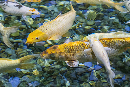 在模糊的水面上缝合 水中多彩多彩的科伊鲤鱼橙子金鱼反射团体宠物动物金子野生动物鲤鱼锦鲤图片