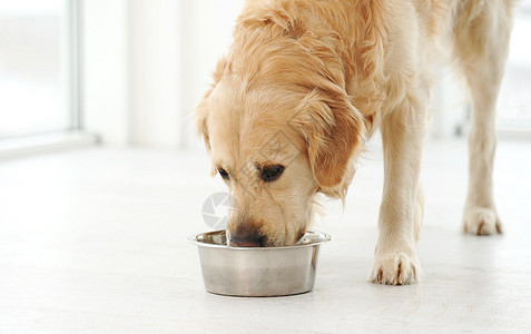 黄金寻金犬和食物犬类动物毛皮早餐饥饿舌头饮食友谊营养工作室图片