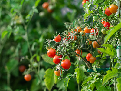 红番茄在有机蔬菜园的树枝上长满了新鲜的红色天然西红柿食物温室衬套植物农场农业收成团体蔬菜园艺图片