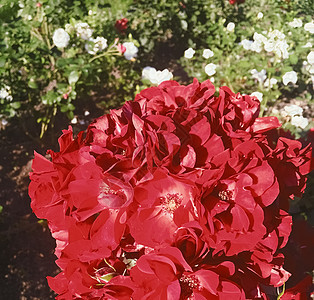 红开花花园日落时玫瑰花朵 花花的美丽背景礼物乡村花园植物学假期碎花植物花瓣植物群花束图片