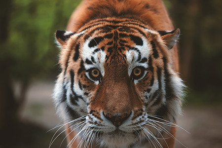 一只美丽的老虎的画像 大猫特写 老虎看着你 老虎的画像 一只大猫的肖像动物食肉侵略毛皮橙子愤怒捕食者危险哺乳动物野猫图片