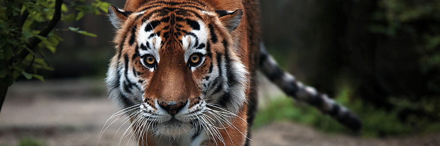一只美丽的老虎的画像 大猫特写 老虎看着你 老虎的画像 一只大猫的肖像反思野猫濒危愤怒物种哺乳动物猎人捕食者眼睛食肉图片