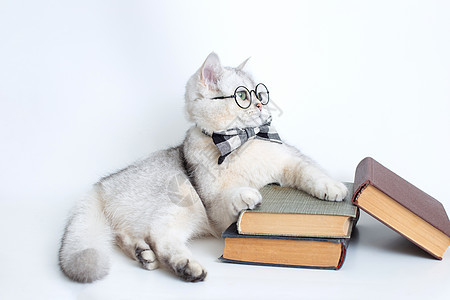 灰色领结和眼镜的白猫 躺在一堆旧书上 向远看图片