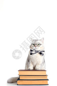 带着领结和眼镜的有趣的白猫 站在一堆书上 被孤立图片